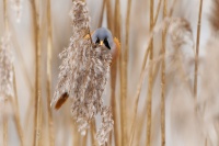 Sykorice vousata - Panurus biarmicus - Bearded Reedling o3460